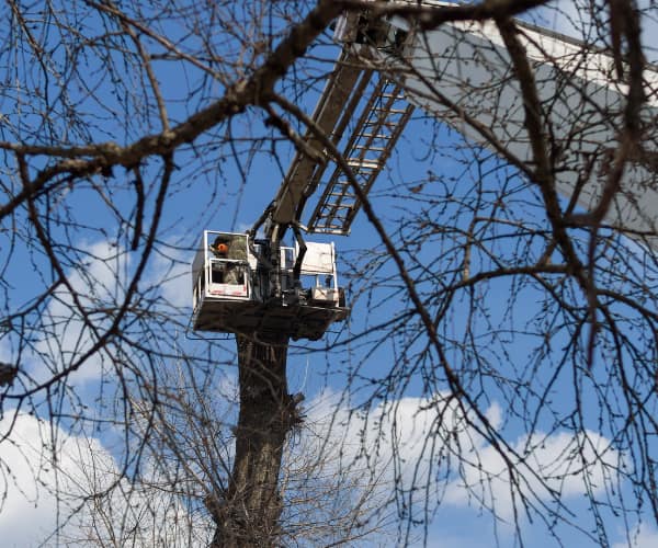 Call Us for Emergency Tree Service Harrisburg PA Locals Can Trust