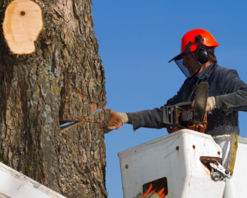 midstate tree service profesional service