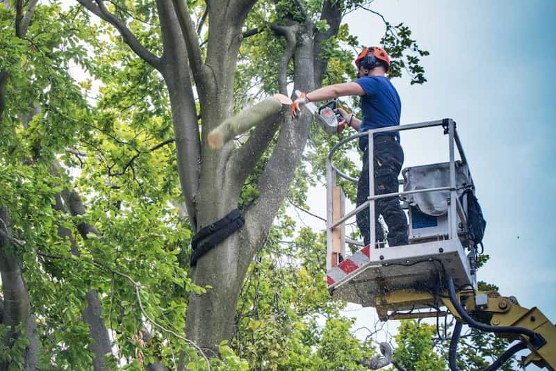 Telltale Signs That Your Tree Is Sick and Dying (and What You Can Do To Save It)
