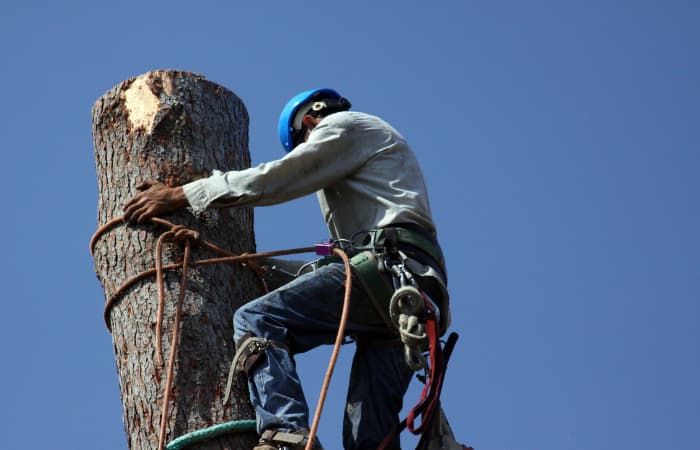 Mechanicsburg, PA Tree Service You Can Count On