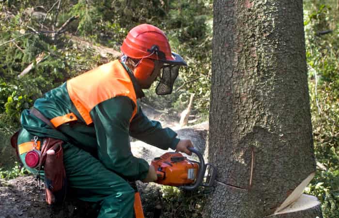 Reputable Tree Care in Elizabethtown