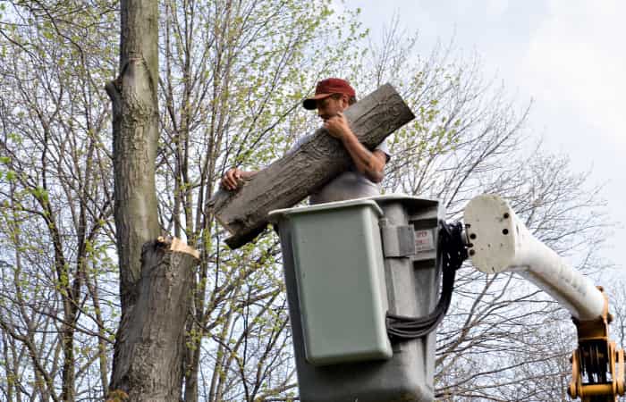 Skillful Tree Care Experts in Carlisle
